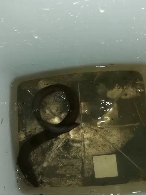 Aal