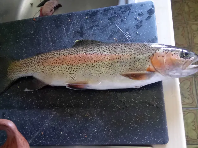 Regenbogenforelle