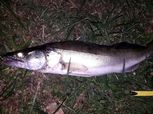 Zander