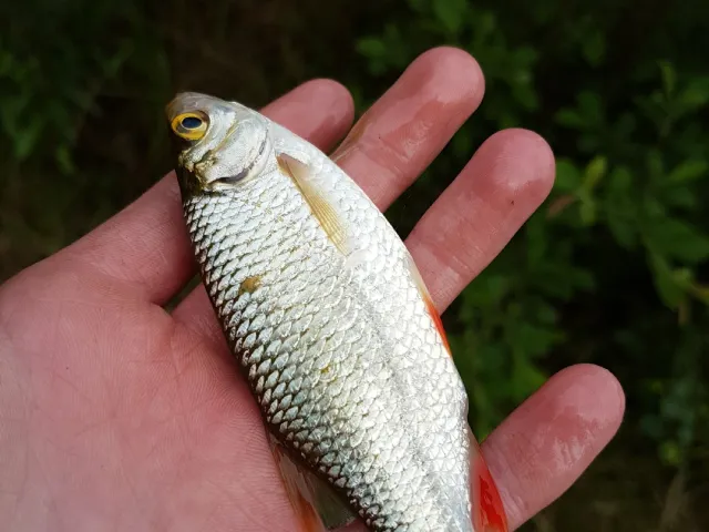 Rotauge