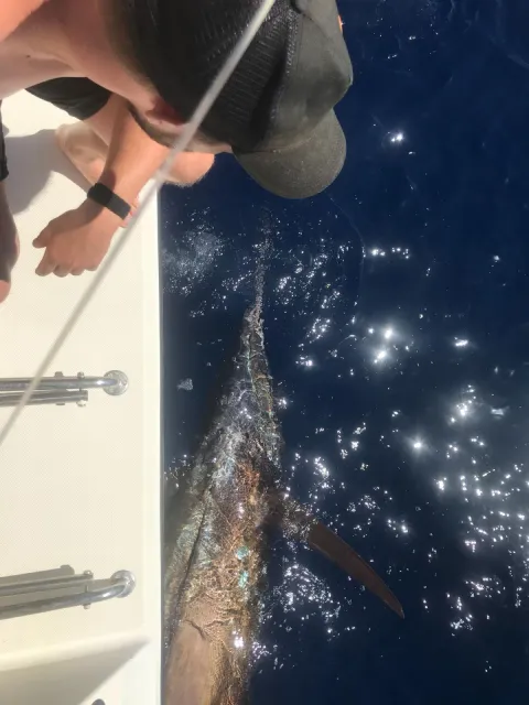 Marlin