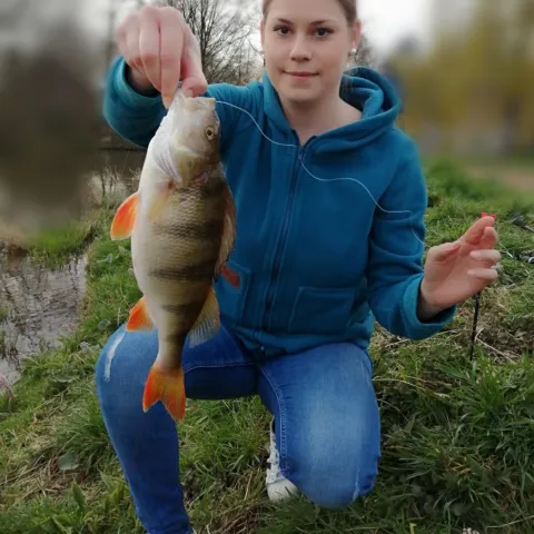 Flussbarsch