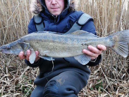 Zander