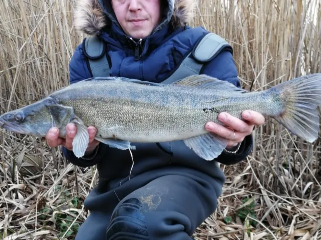 Zander