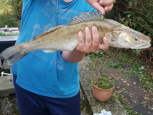 Zander
