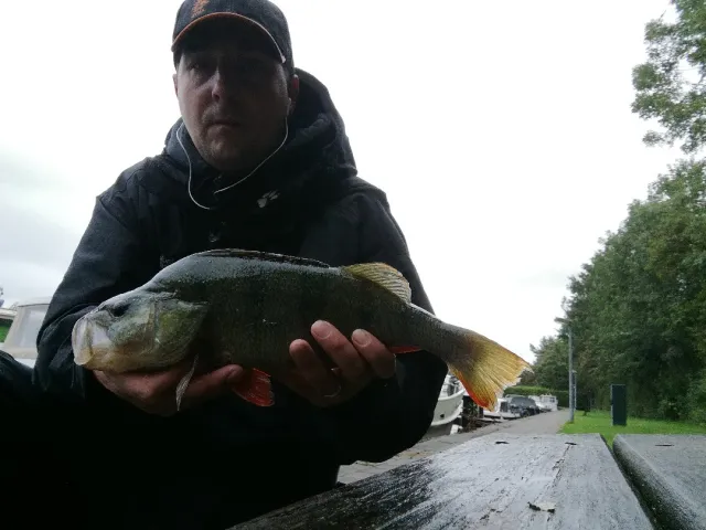 Flussbarsch
