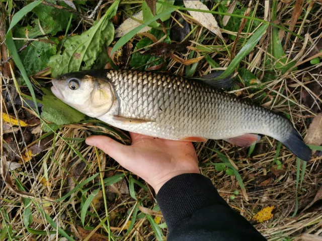 Döbel