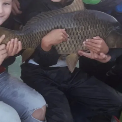 Karpfen