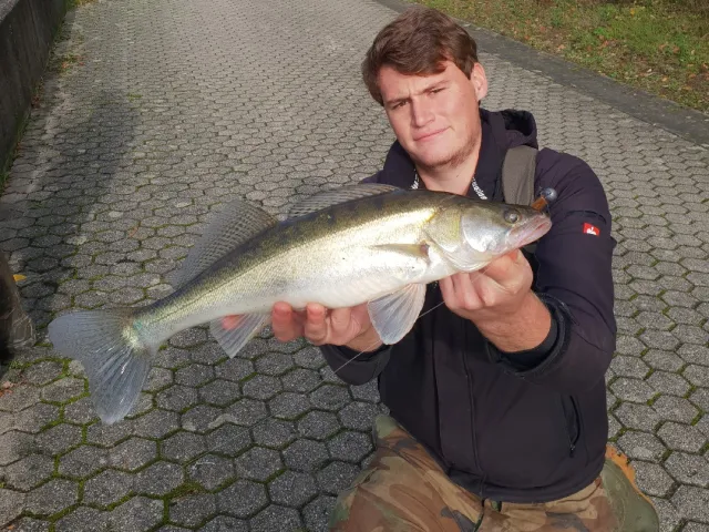 Zander
