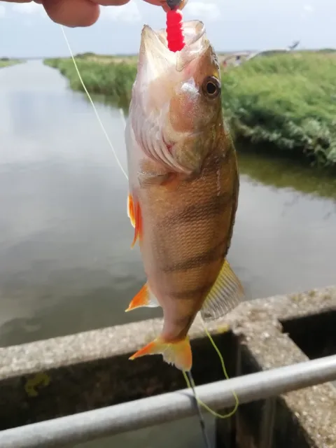 Flussbarsch