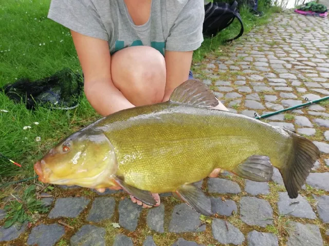 Schleie