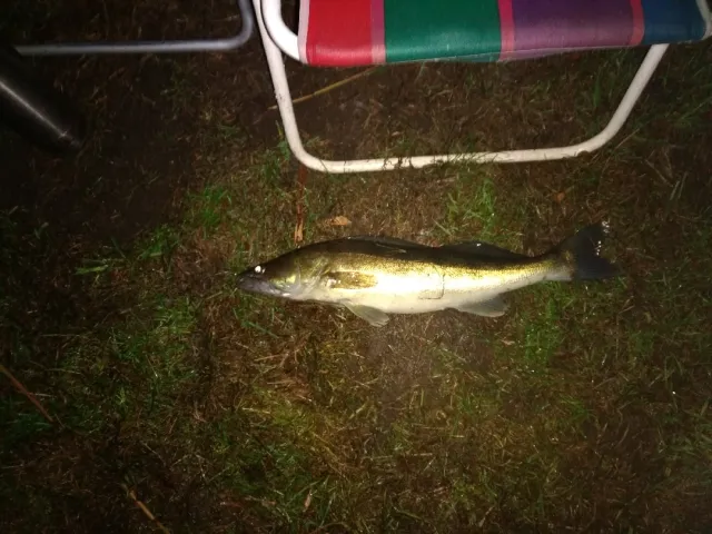 Zander