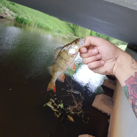 Flussbarsch
