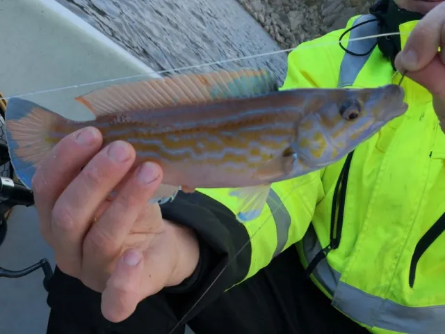 Lippfisch