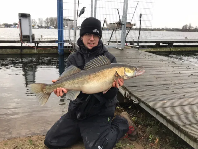 Zander