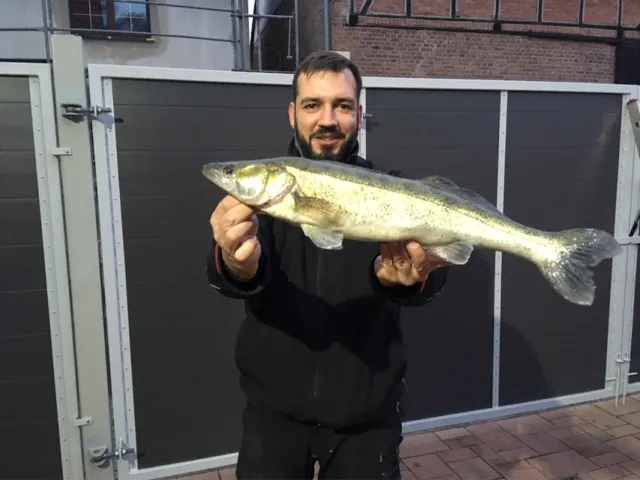 Zander