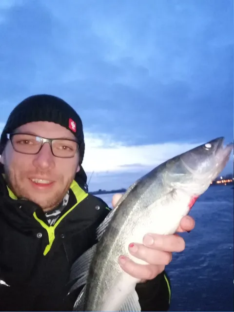 Zander