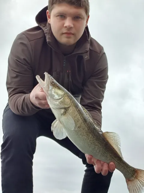 Zander