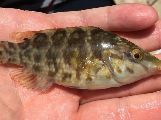 Lippfisch