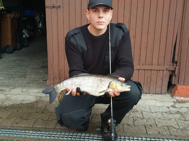 Döbel