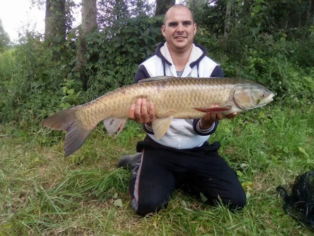 Graskarpfen