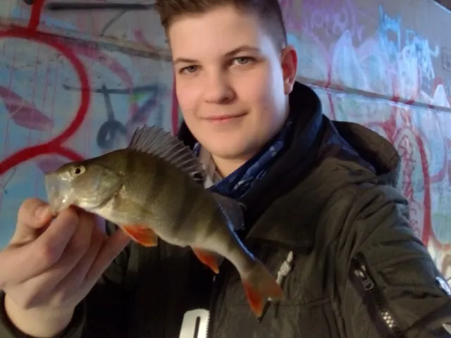 Flussbarsch
