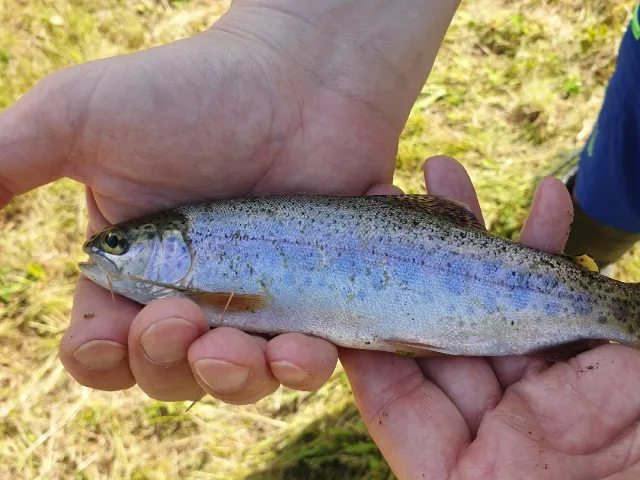 Regenbogenforelle