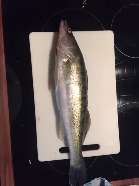 Zander