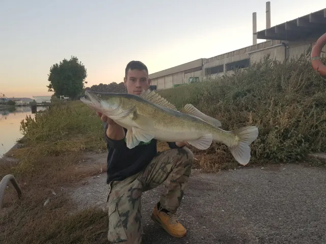 Zander