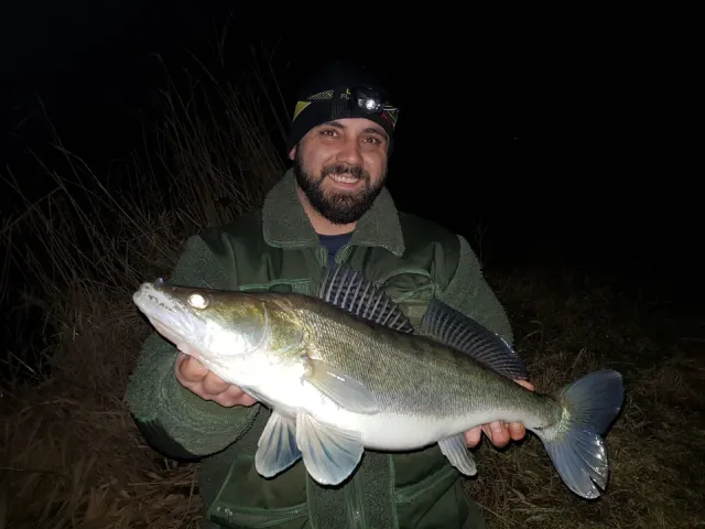 Zander