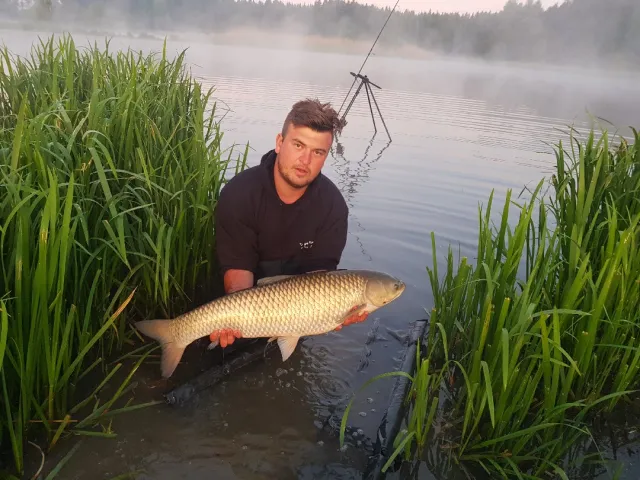 Graskarpfen