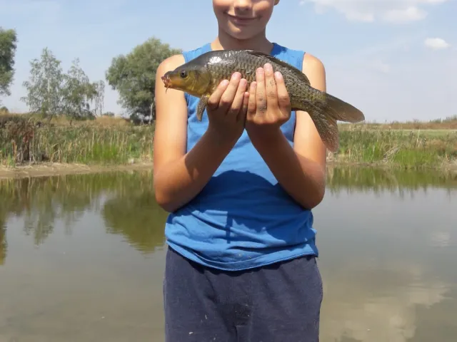 Giebel