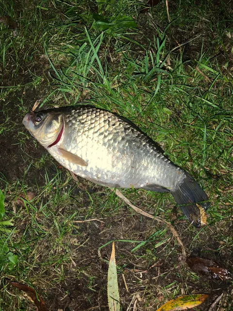 Karausche