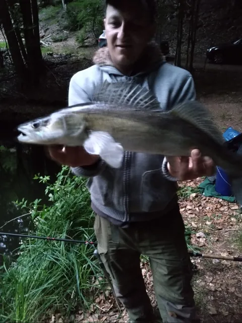 Zander
