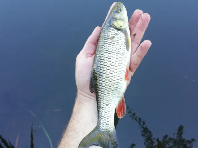 Döbel
