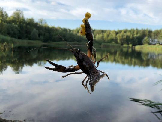 Roter amerikanischer Sumpfkrebs
