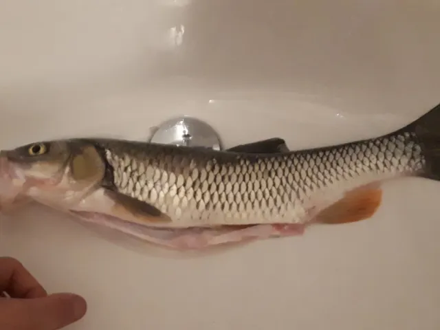 Döbel
