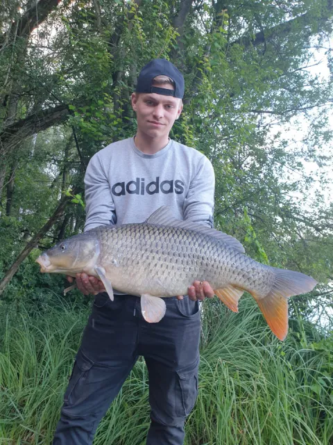 Karpfen