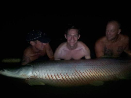 Arapaima