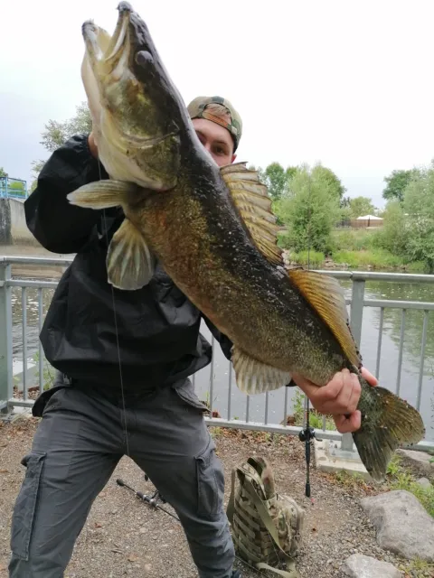 Zander