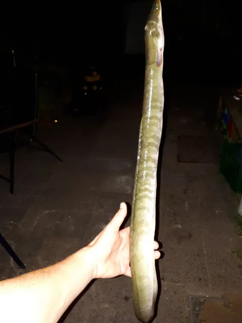 Aal
