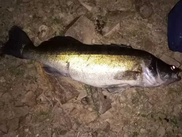 Zander