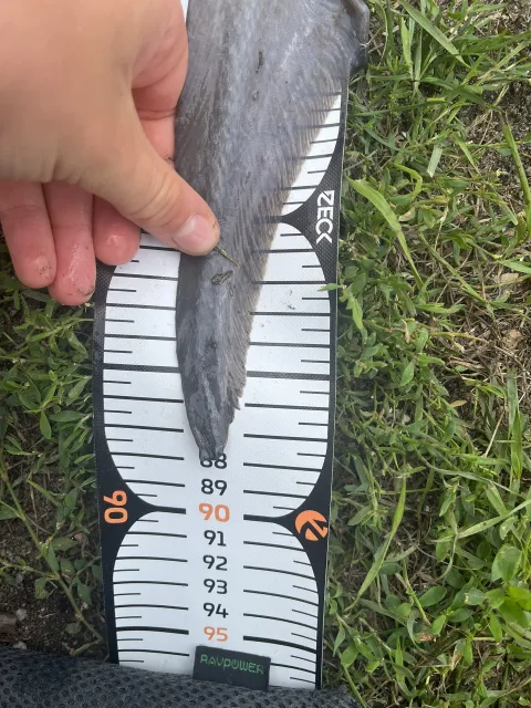 Stör