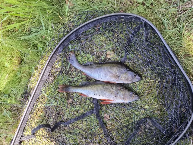 Flussbarsch