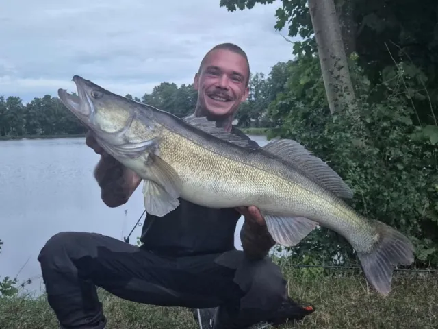 Zander