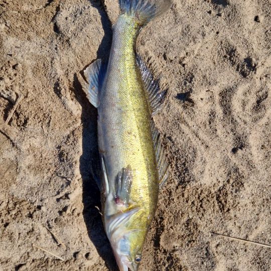 Zander