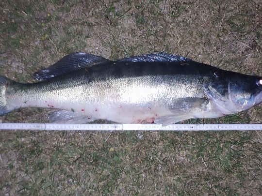 Zander