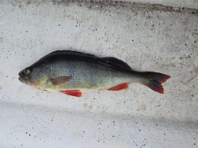 Flussbarsch
