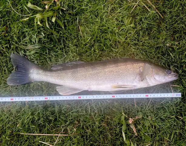 Zander