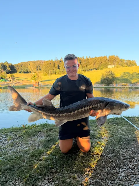 Stör